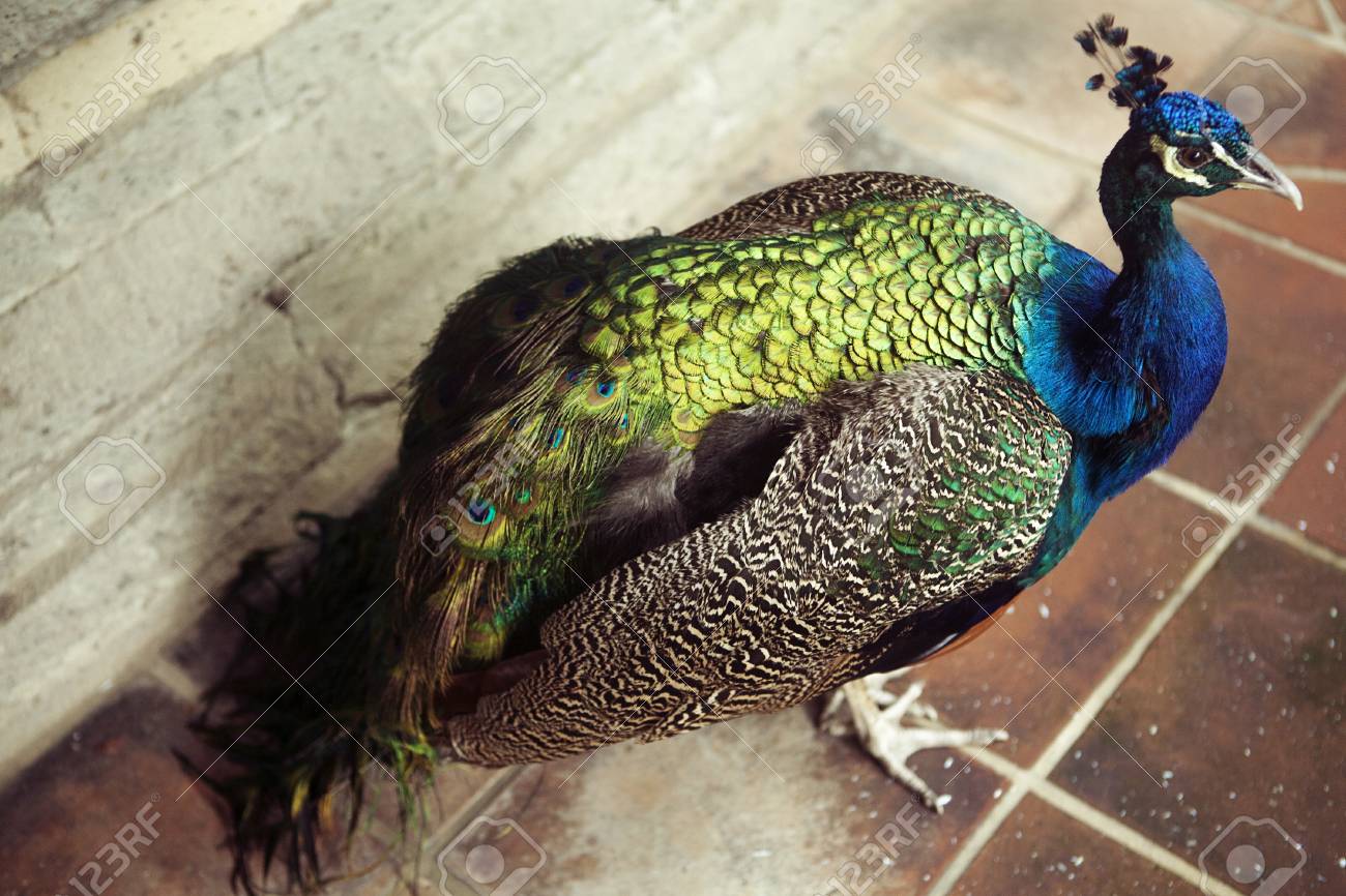 驚くほど美しいクジャク孔雀別名。その羽と虹色青、緑、ターコイズ、羽
