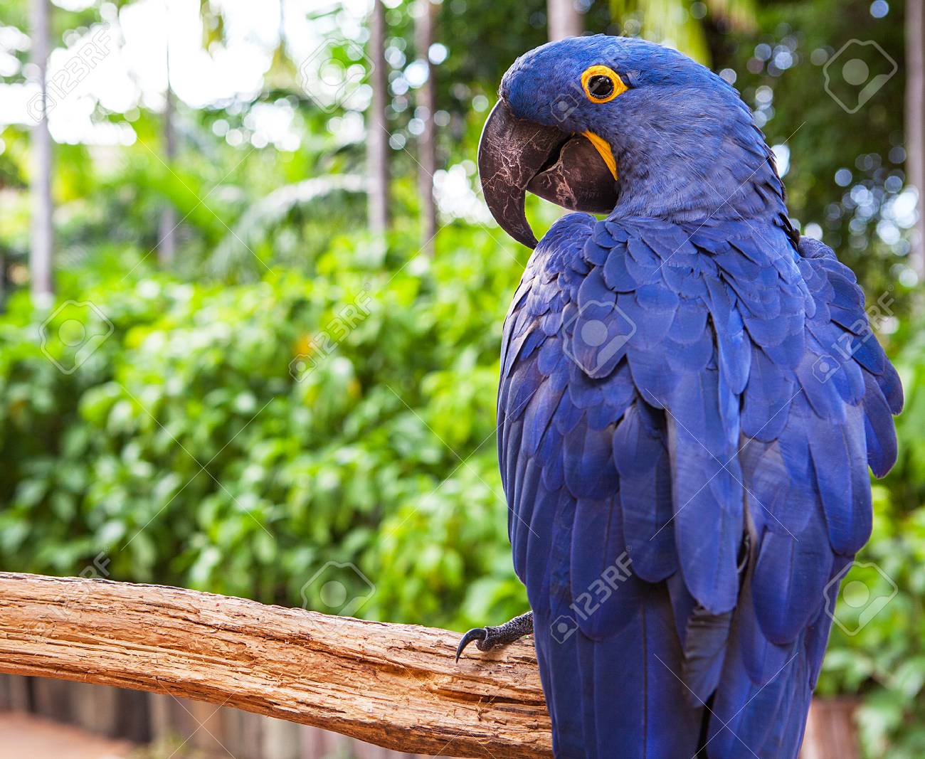 hills dog food coupons