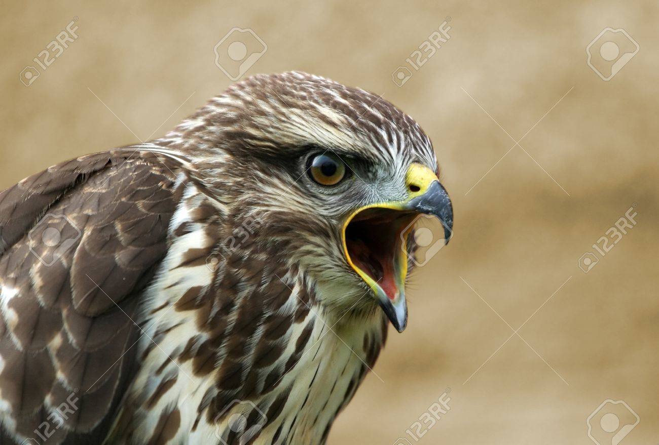 screaming buzzard portrait stock