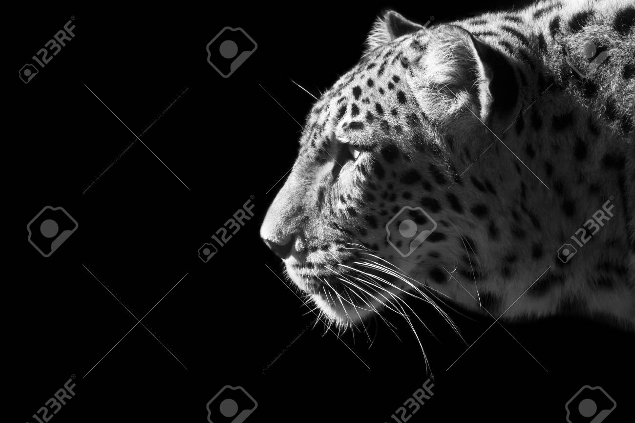 白と黒の美しいヒョウの肖像画 の写真素材 画像素材 Image