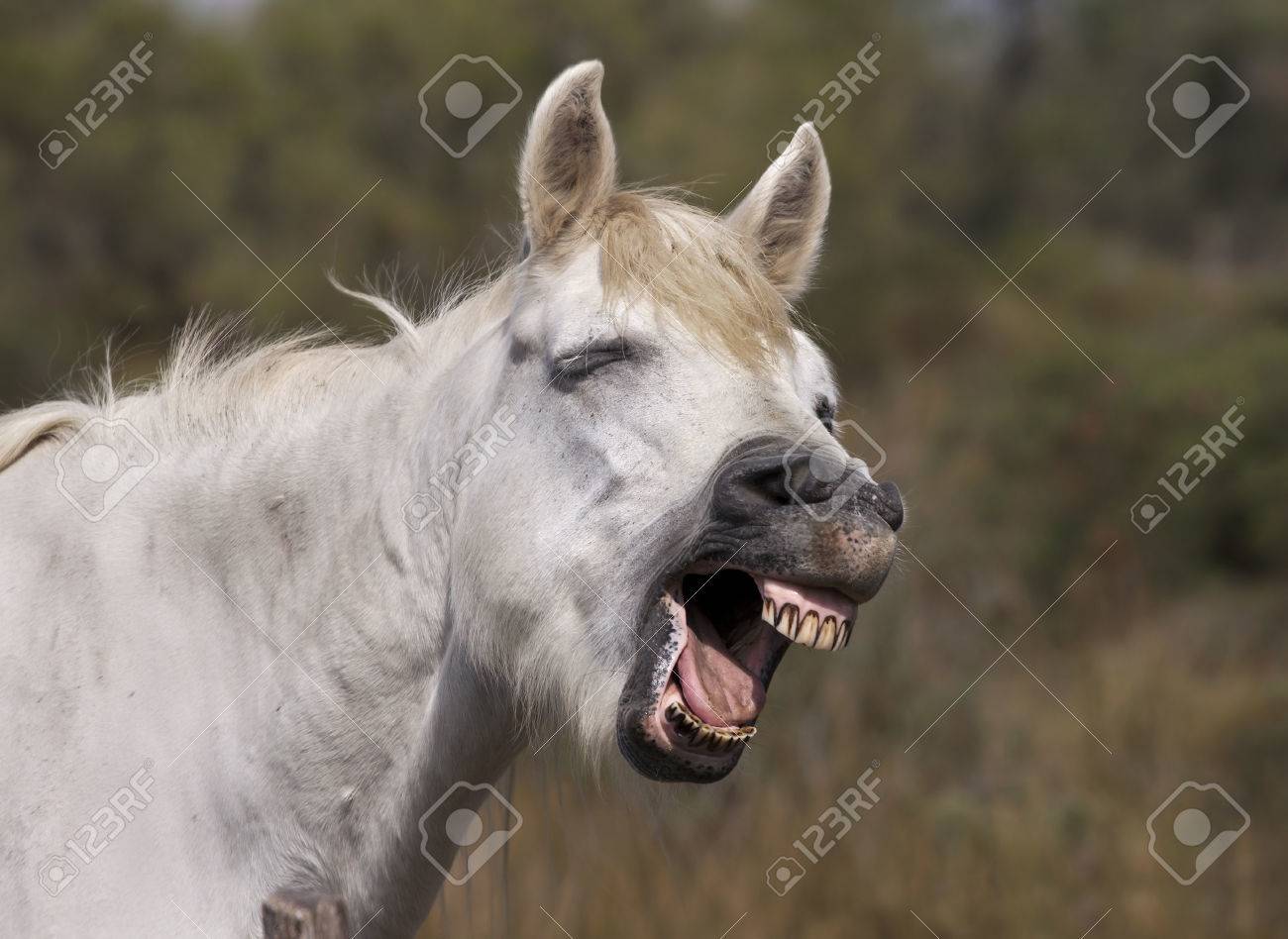 カメラで笑い面白いの灰色の馬 の写真素材 画像素材 Image