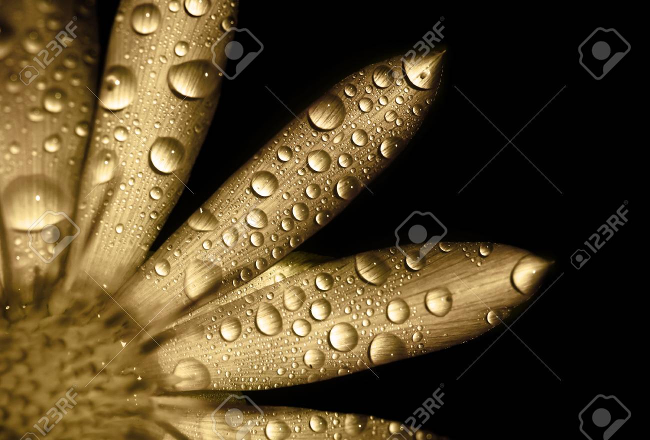 水滴の美しい黄金の花 の写真素材 画像素材 Image