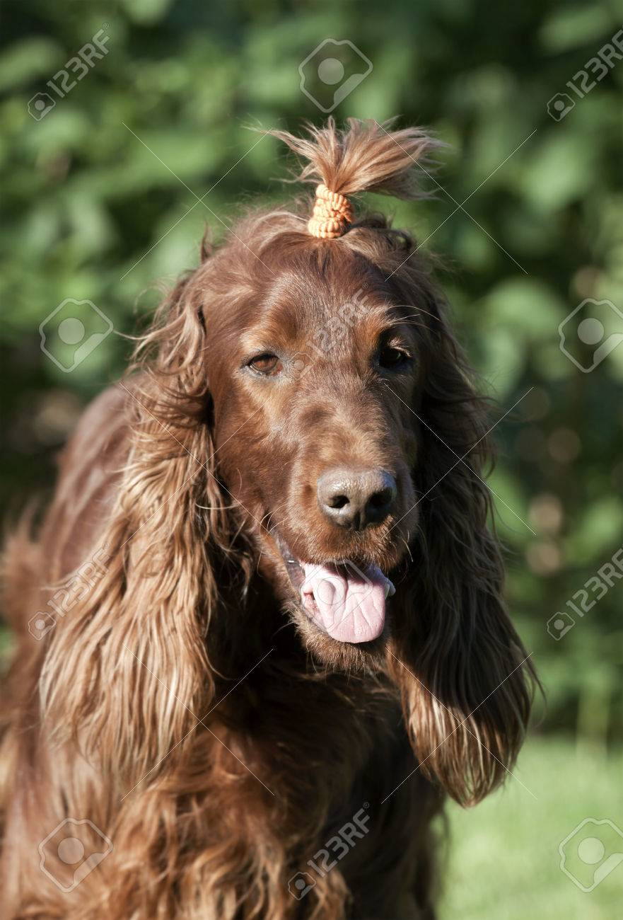 irish long haired dog