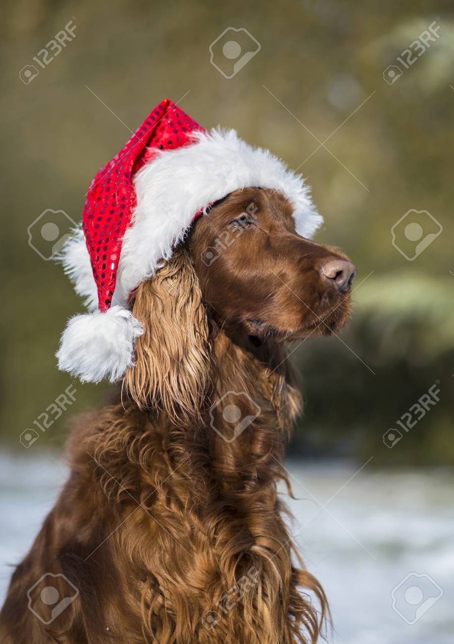irish setter hat