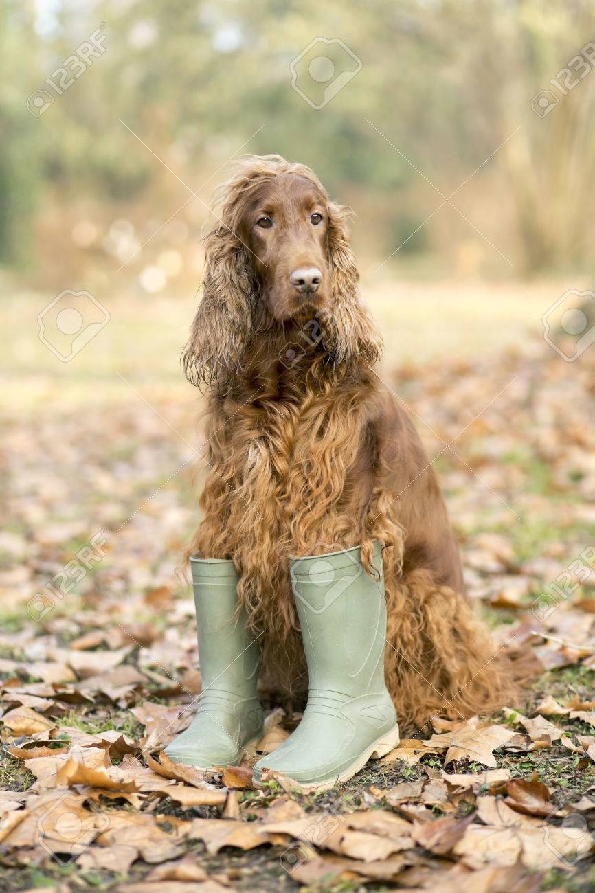 irish setter rubber boots