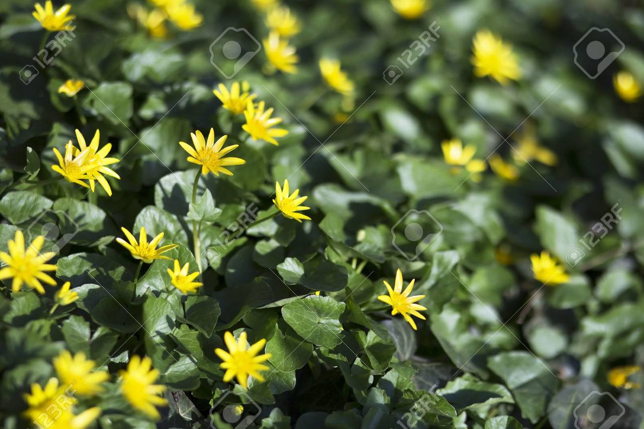 春に美しい黄色ハーブの花 の写真素材 画像素材 Image 春に美しい黄色ハーブの花 の写真素材 画像素材 Image