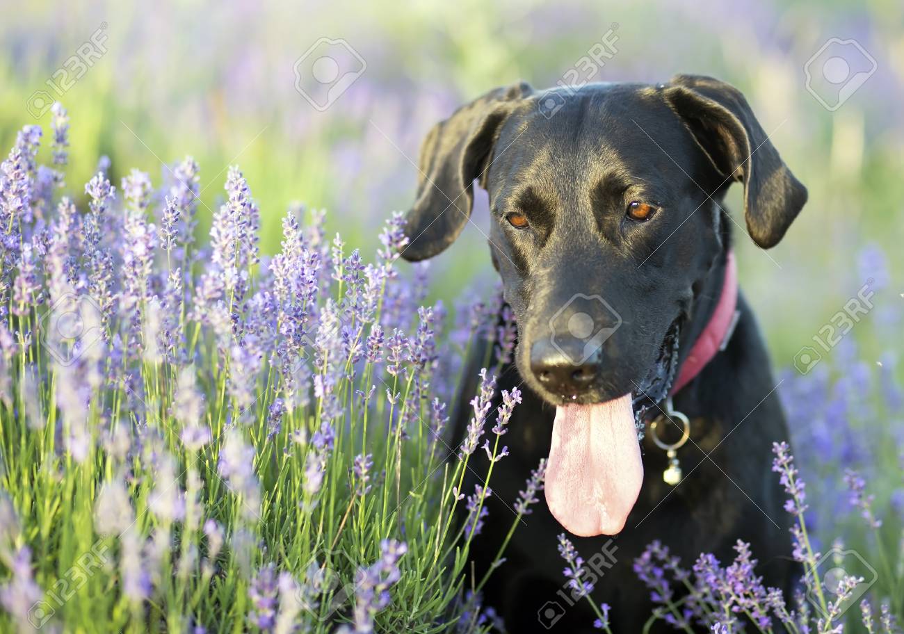 black lavender dog