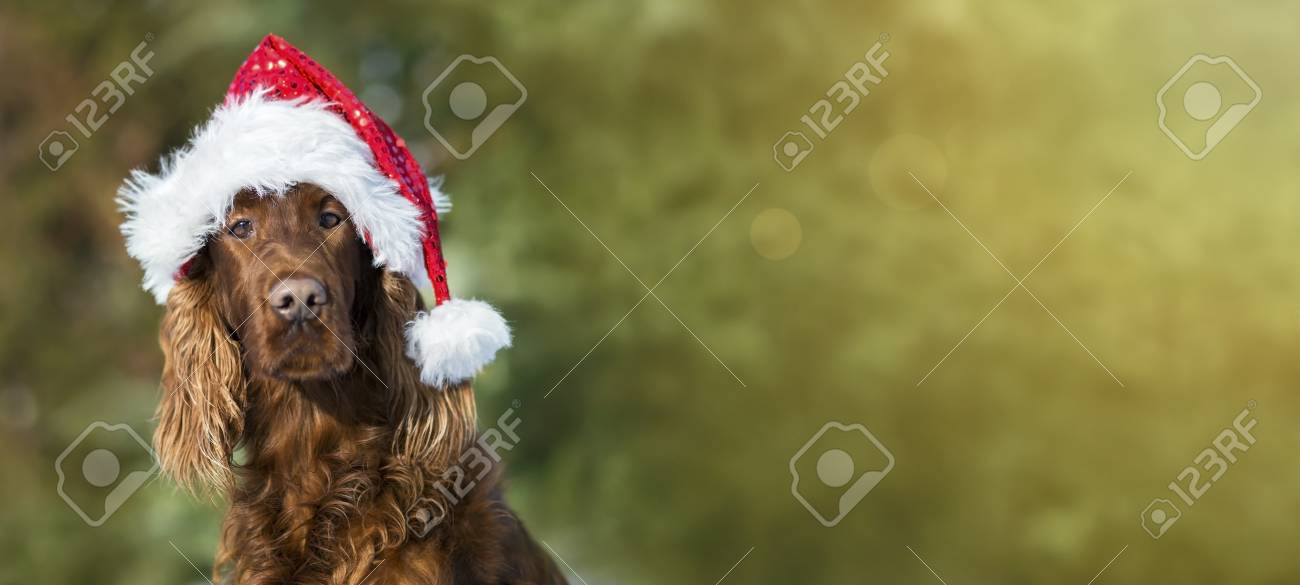 Christmas Card With A Funny Dog With Santa Claus Hat Stock Photo