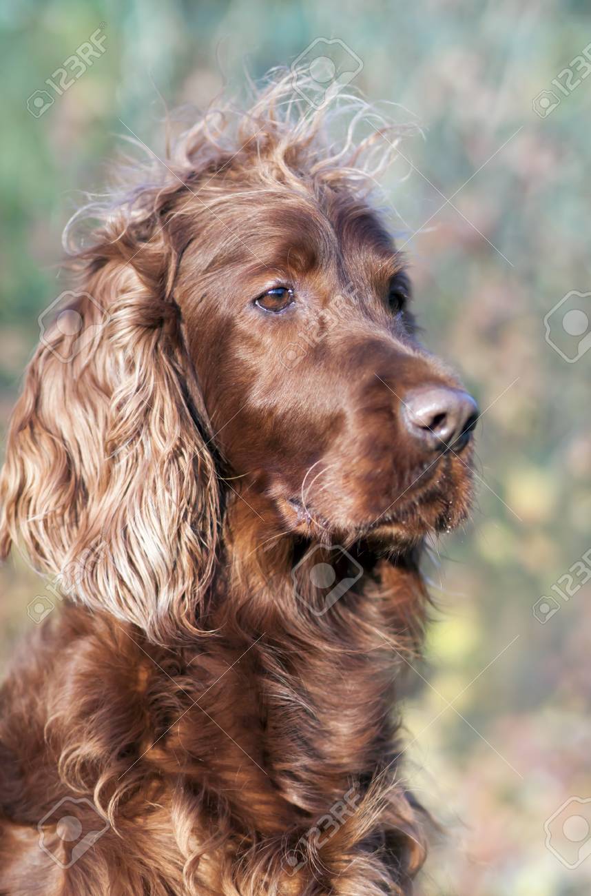 long haired irish setter