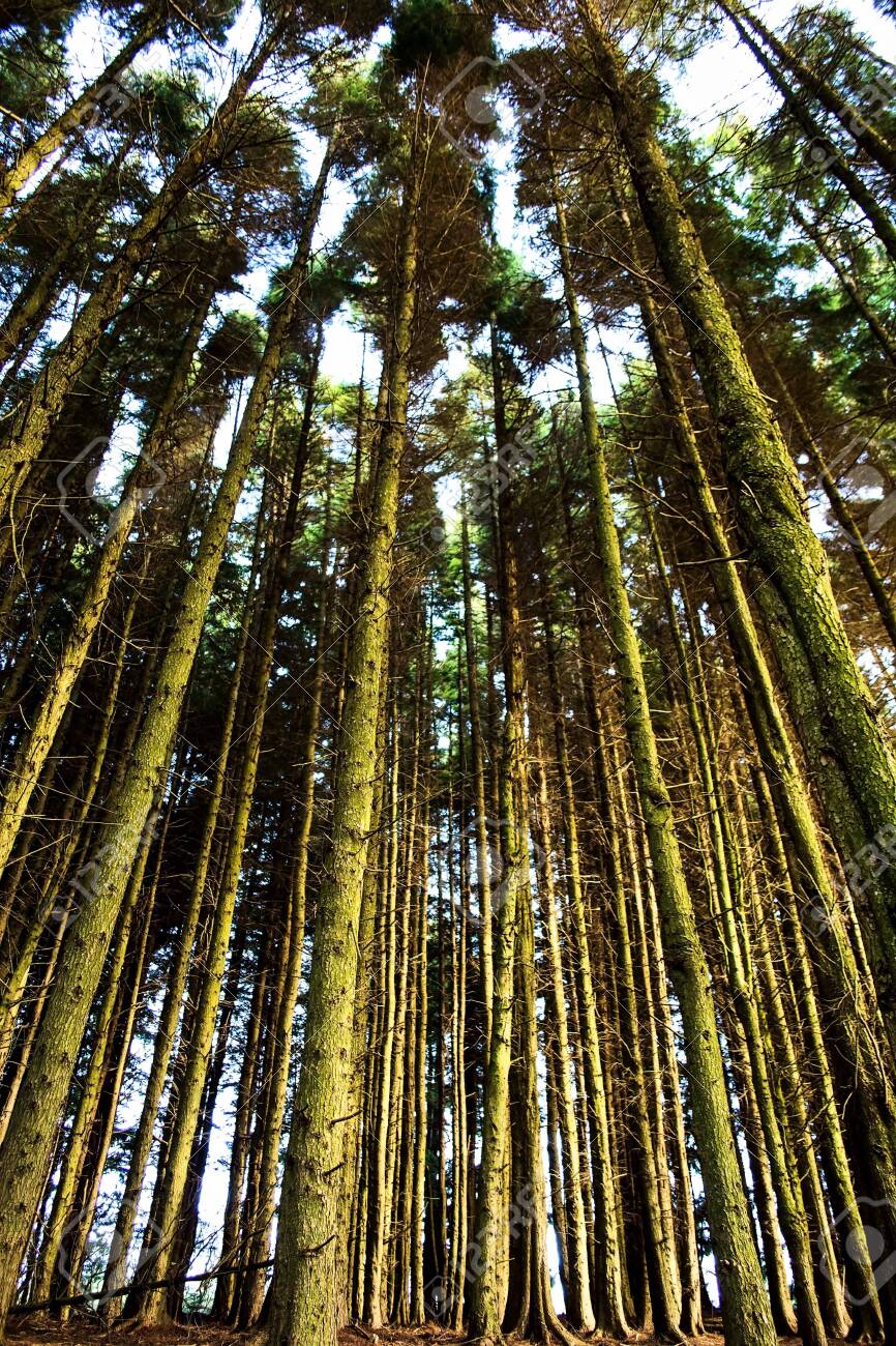 etiam-dictum-ipsum-a-felis