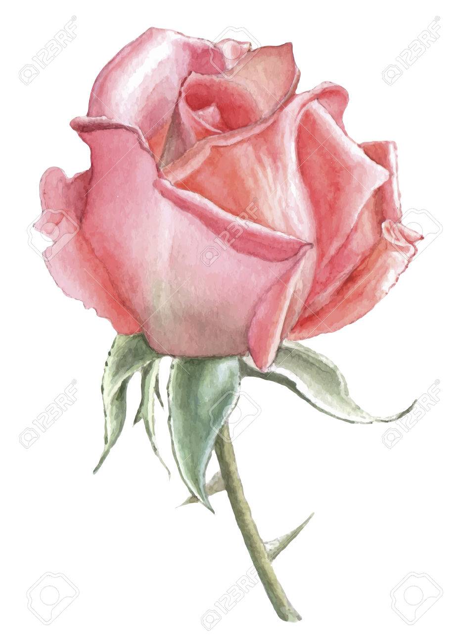 Illustration Avec Une Rose Rouge Vector Aquarelle Dessine A La Main Clip Art Libres De Droits Vecteurs Et Illustration Image 42019046