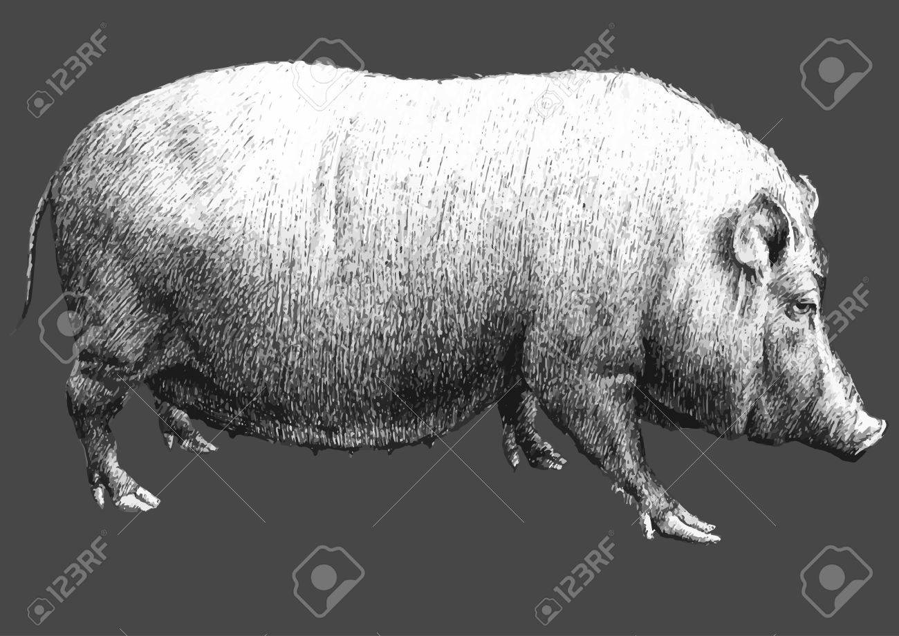 大きな豚のイラスト 手描き のイラスト素材 ベクタ Image