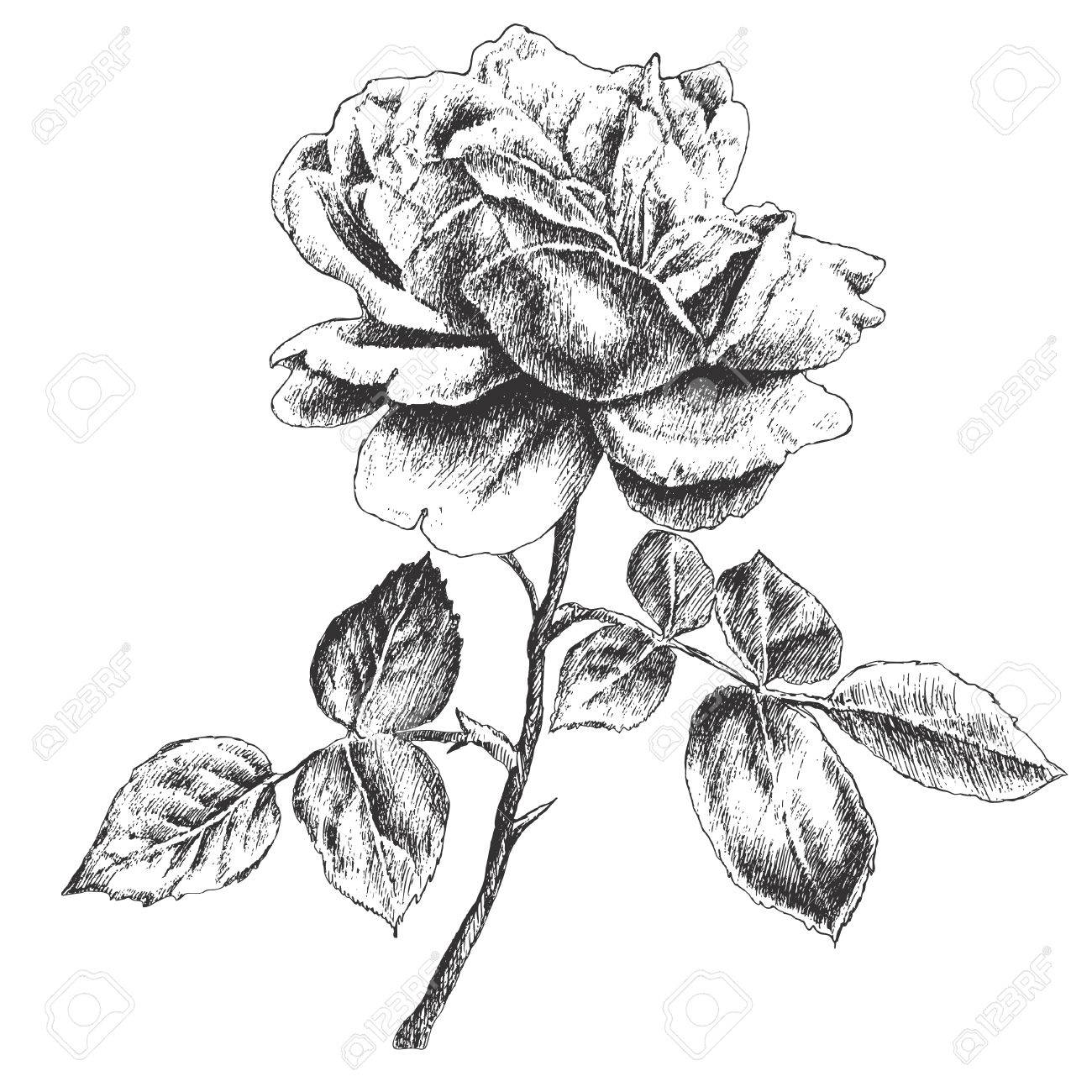 バラのイラスト ベクトル 手描き のイラスト素材 ベクタ Image