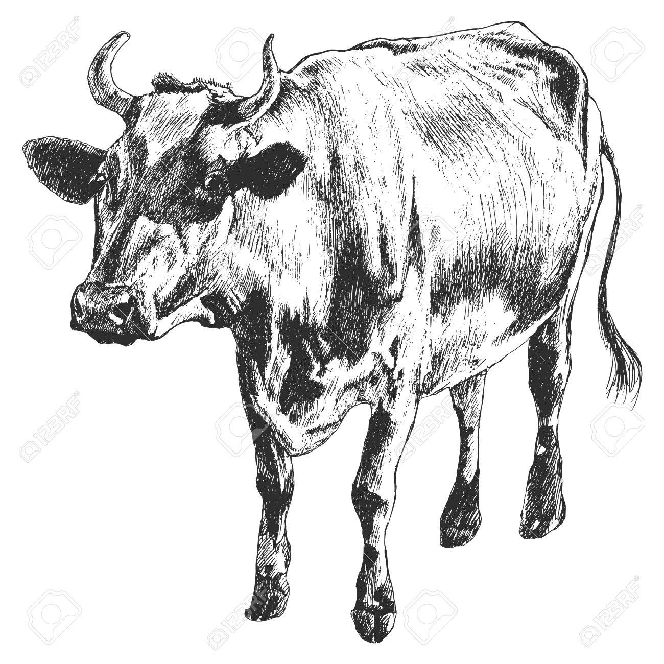 牛とモノクロ イラスト ベクトル 手描き のイラスト素材 ベクタ Image