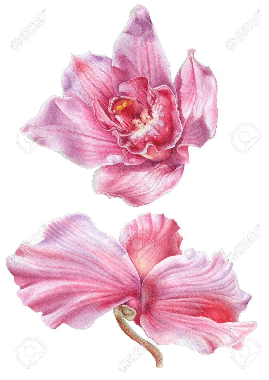 水彩花 蘭 シクラメン イラスト 手描き の写真素材 画像素材 Image