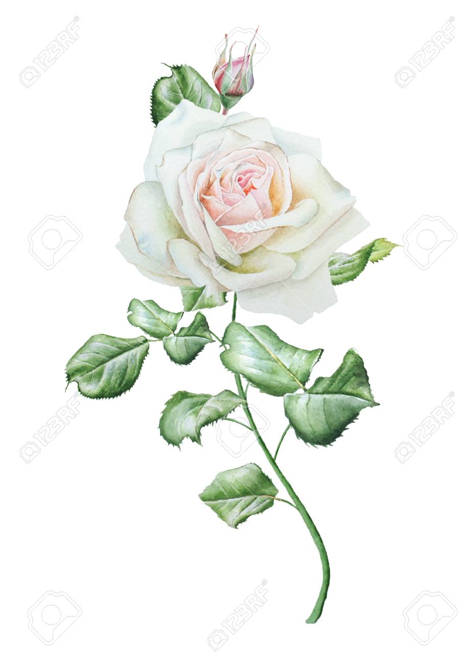 ベスト50 薔薇 イラスト 手書き 動物ゾーン ベスト50 薔薇 イラスト 手書き 動物ゾーン
