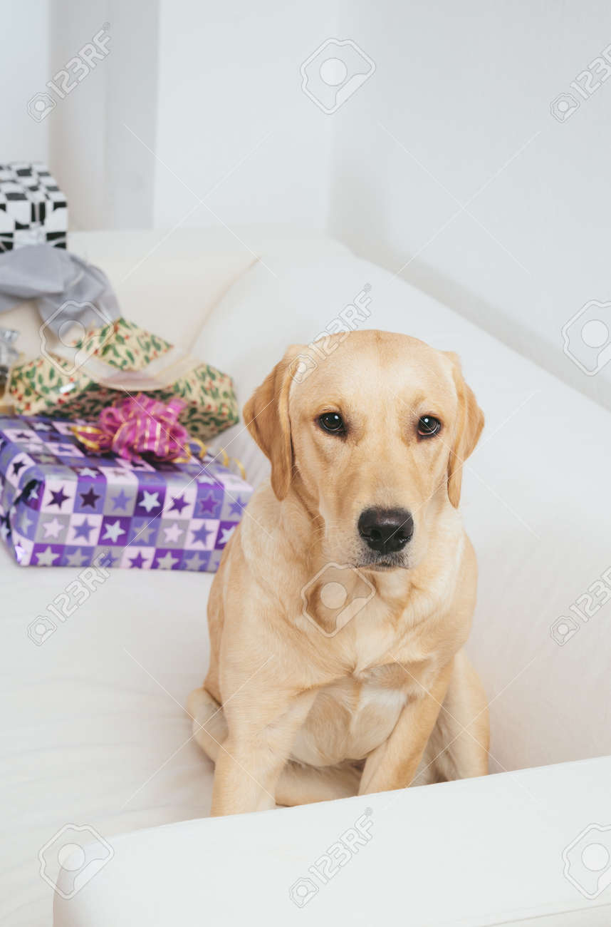 labrador retriever gifts