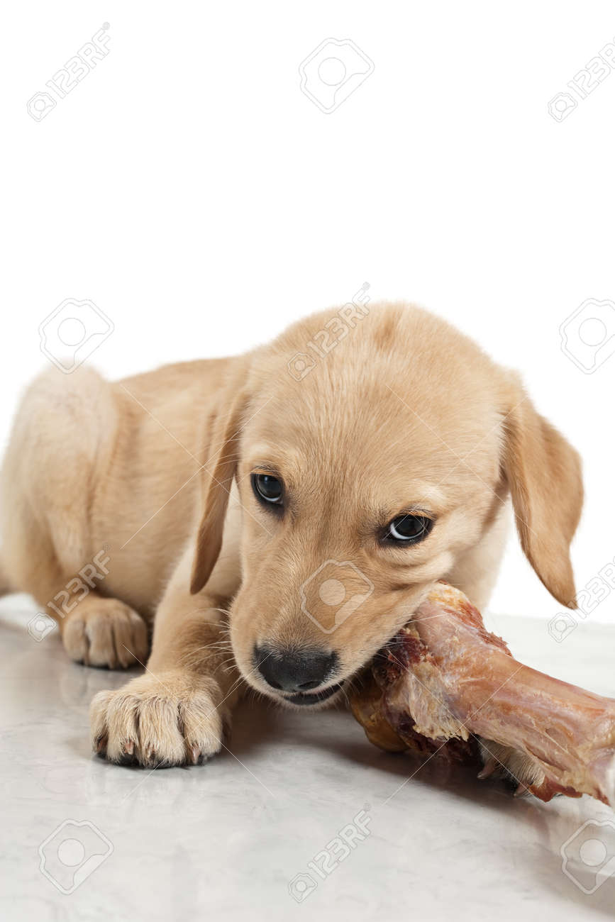 labrador big bone