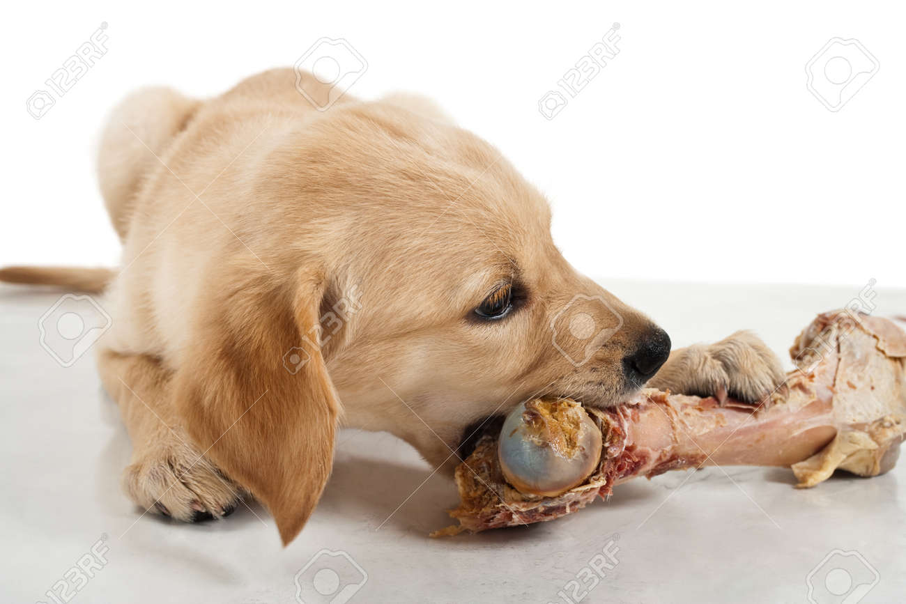barf bones and raw food
