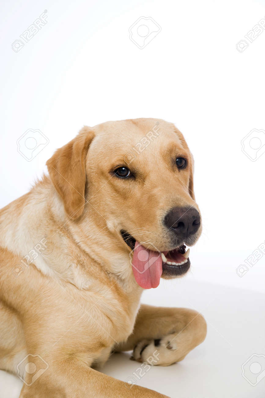 young labrador retriever dog on white background stock photo