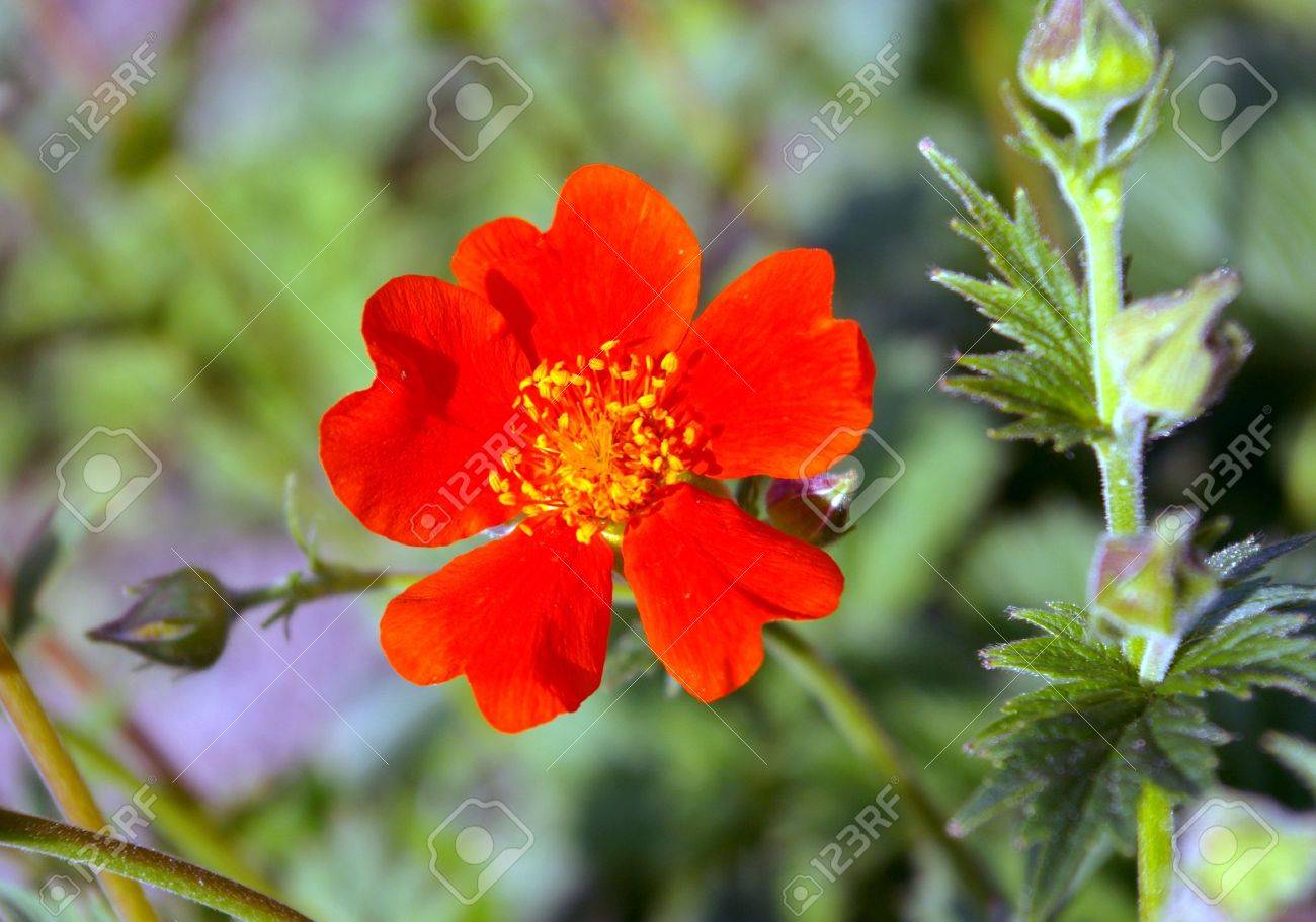 深紅色の花 明るい花が明るく 赤 5 枚の花弁 お祝いはがき の写真素材 画像素材 Image
