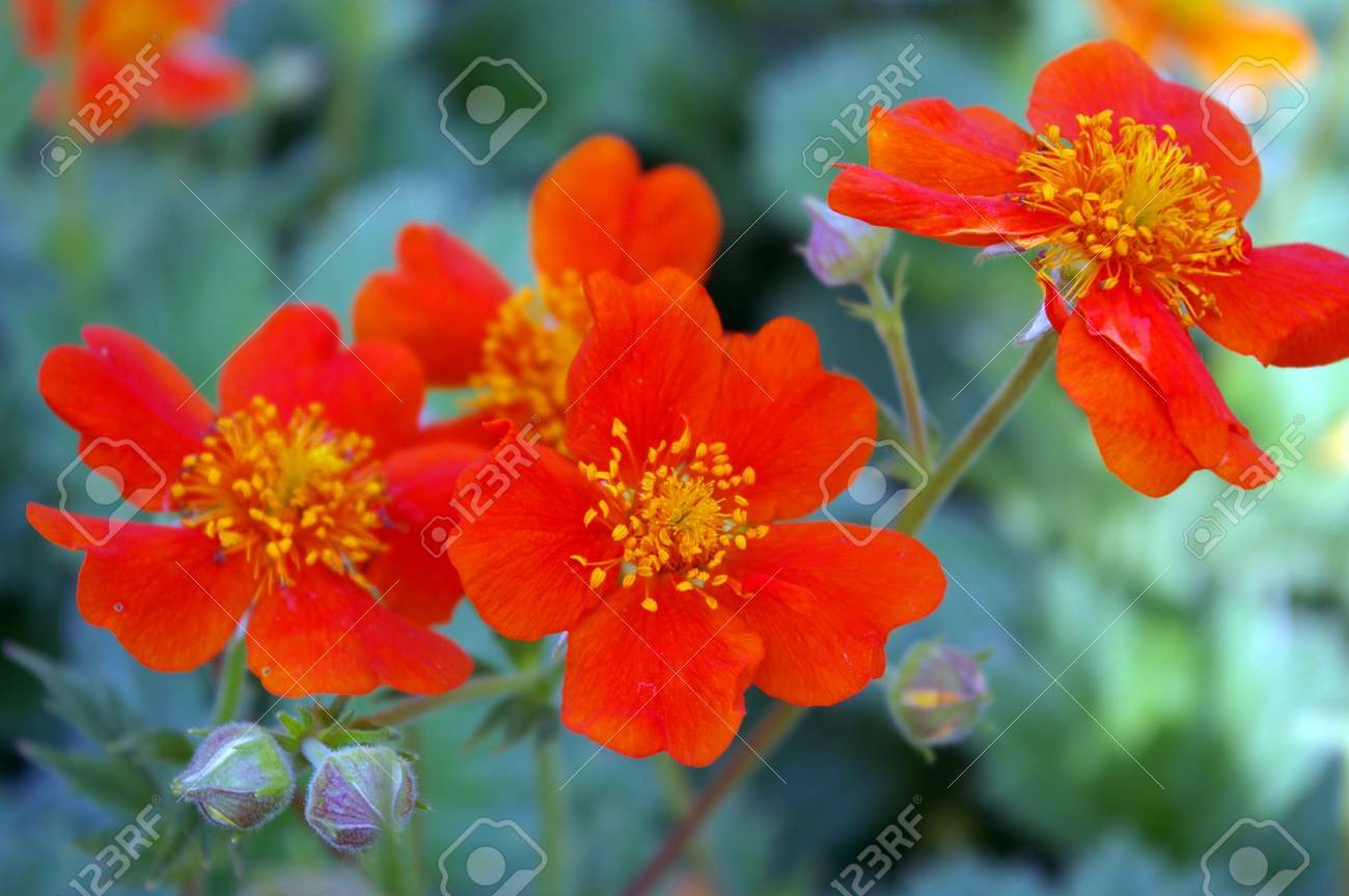 深紅色の花 明るい花が明るく 赤 5 枚の花弁 お祝いはがき の写真素材 画像素材 Image