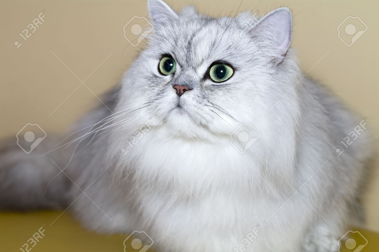 cat persian grey