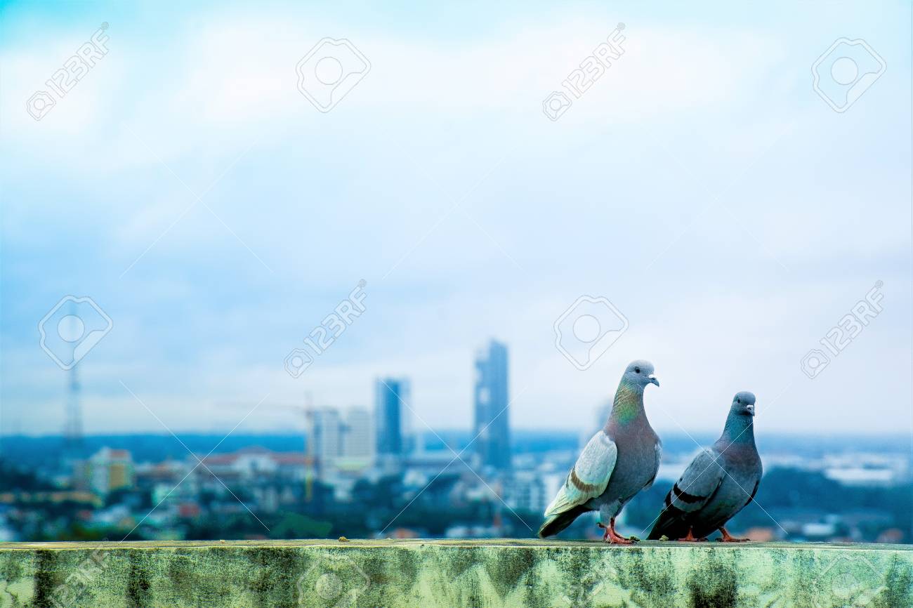 86754141-pigeons-on-rooftop-and-background-view-the-landscape-of-city-blue-tone.jpg