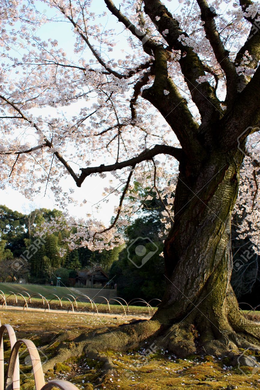 Blossoms From A Twisted Tree