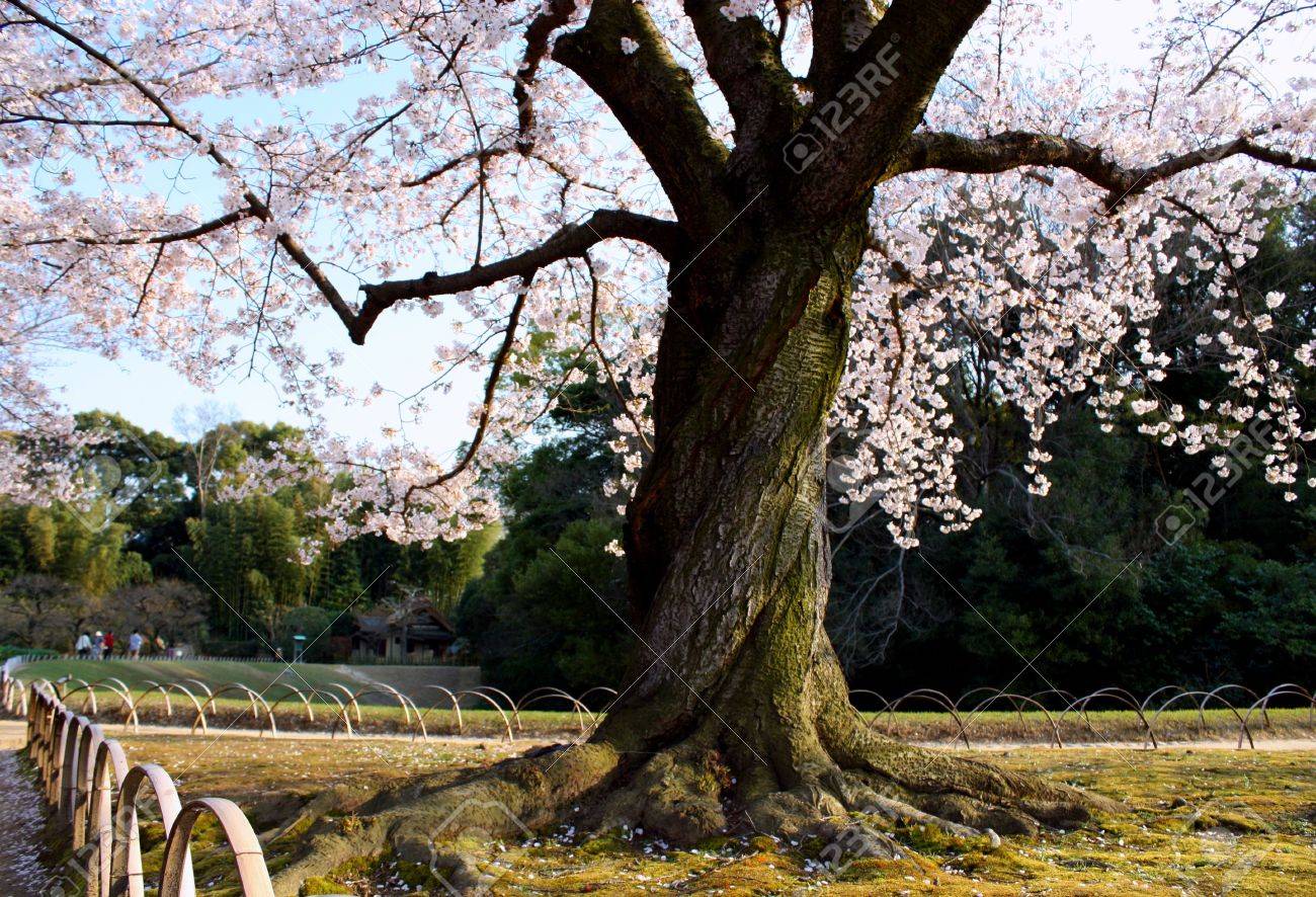 Blossoms From A Twisted Tree