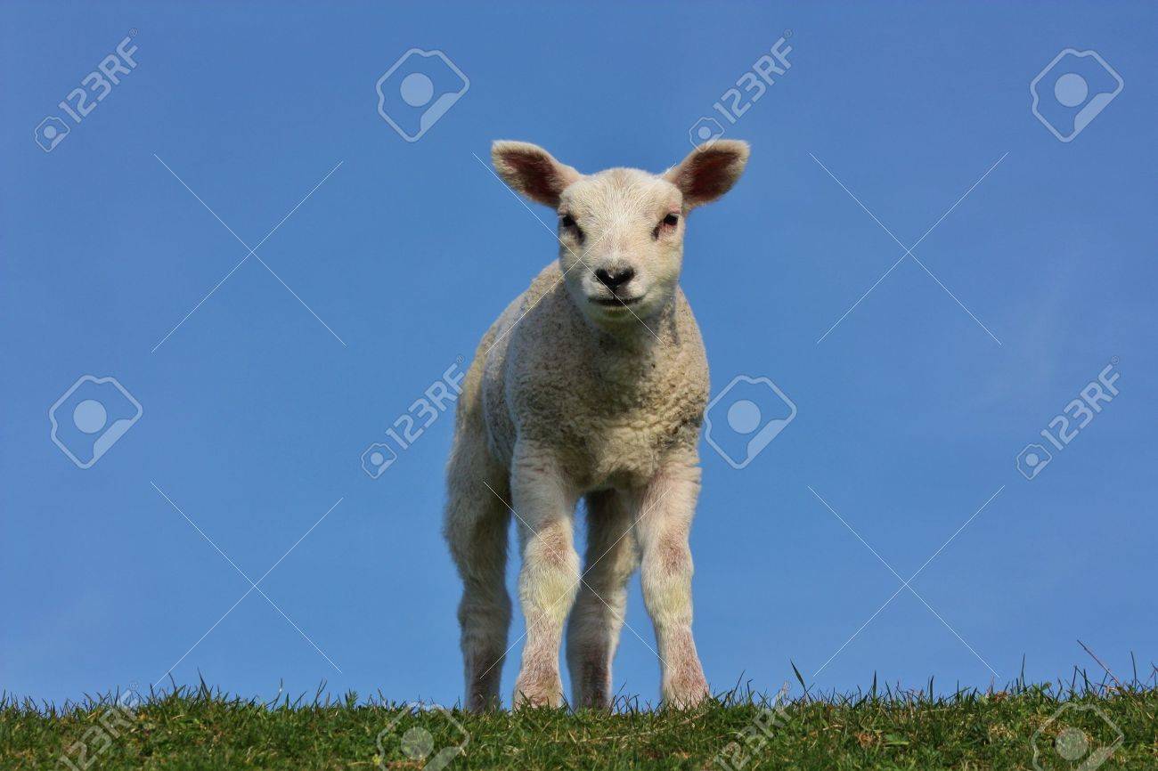 etiam-dictum-ipsum-a-felis