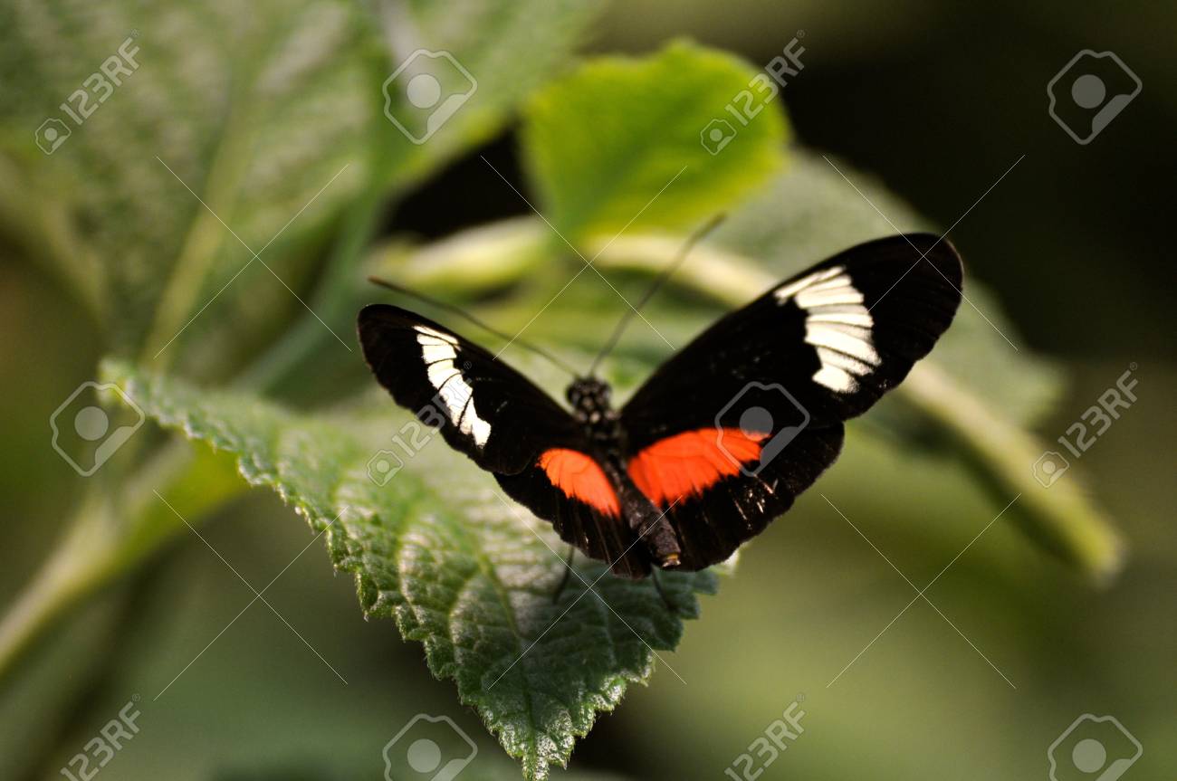 etiam-dictum-ipsum-a-felis