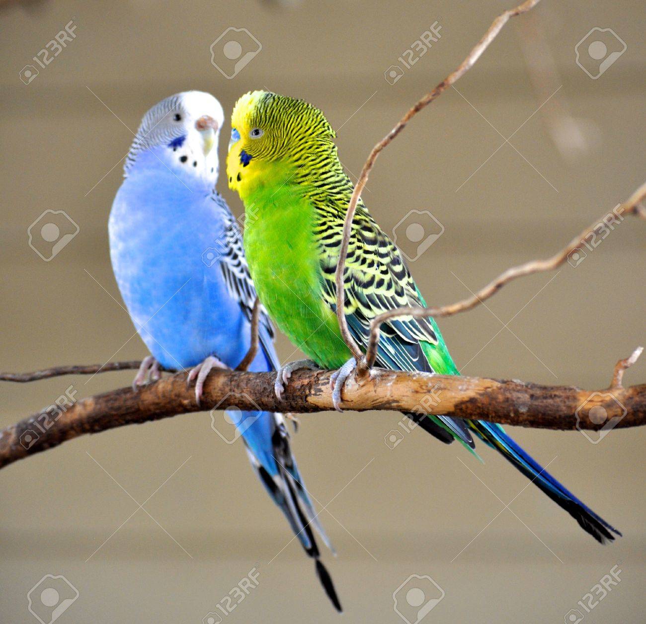 2 羽のインコの写真素材・画像素材 Image 21941974