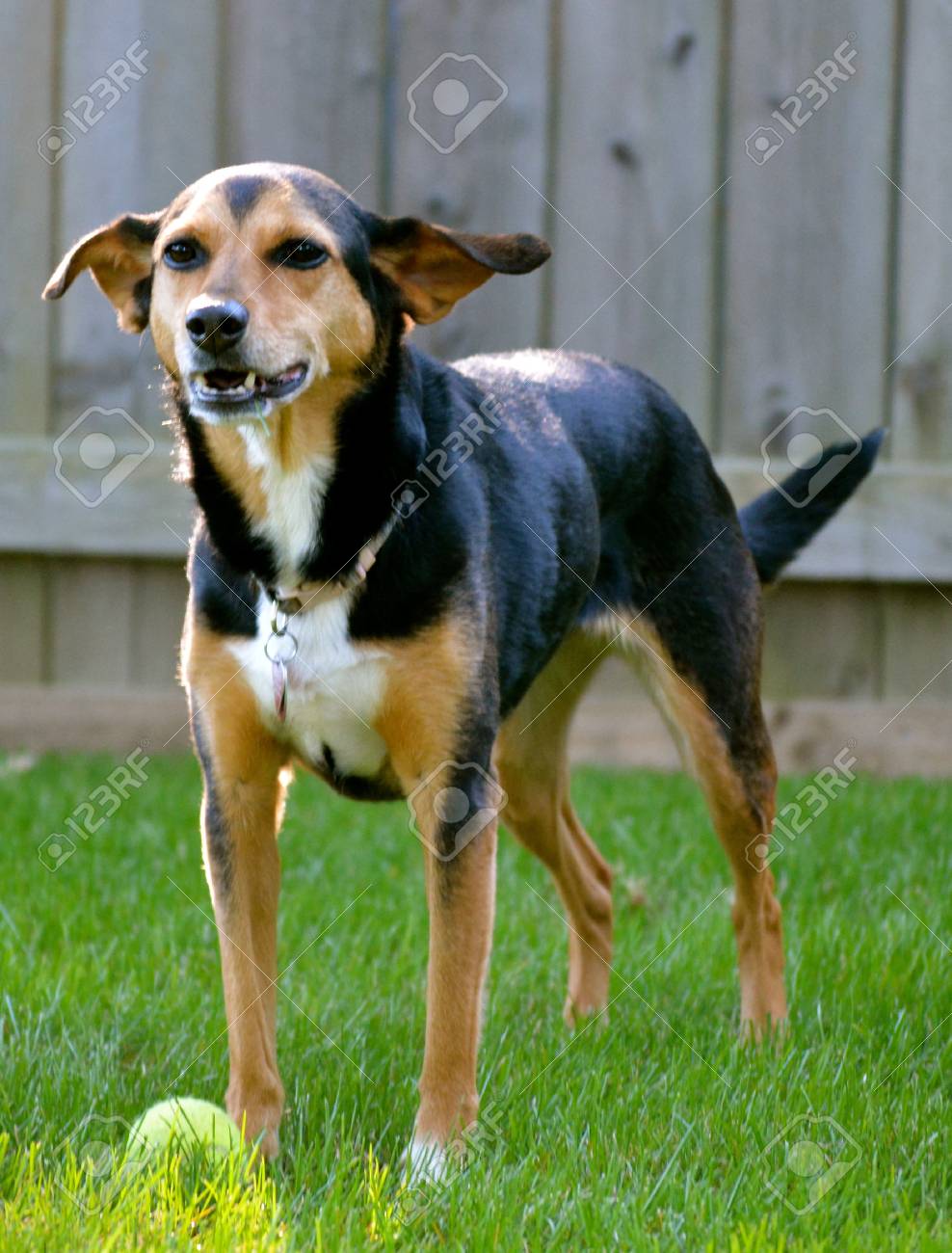 beagle mini pinscher mix