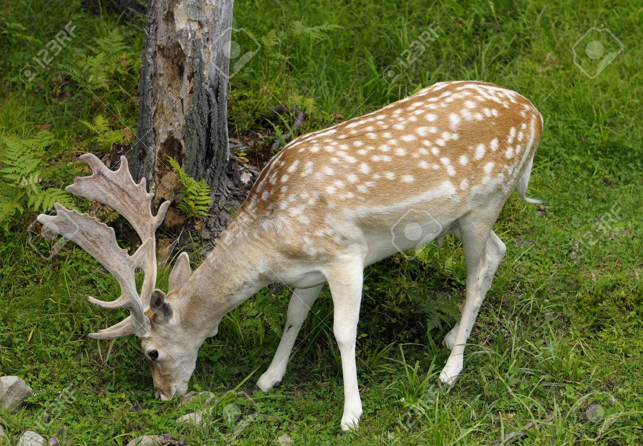 Resultado de imagen de gamo