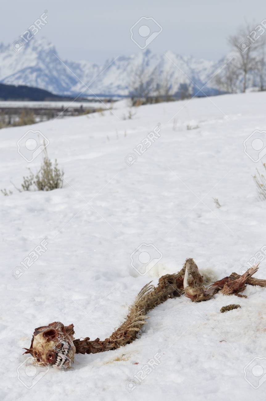 coyote and the buffalo