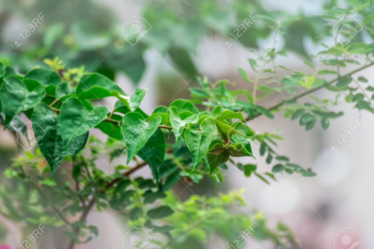 霧の深い緑の葉 の写真素材 画像素材 Image