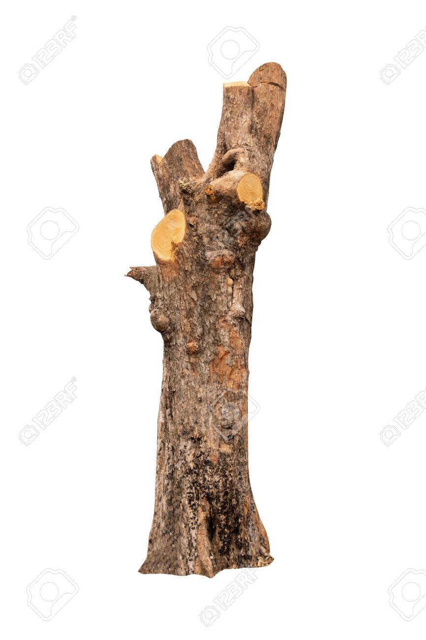 isolated tree bark with white background and with clipping path - 122373037 isolated tree bark with white background and with clipping path - 122373037