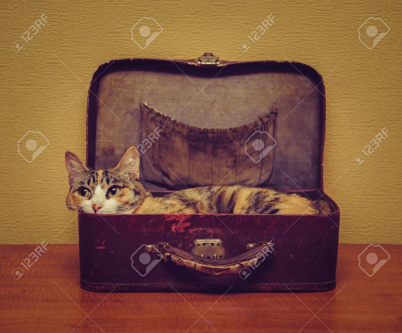 Cute Cat Of Tortoiseshell Color Lying In A Vintage Small Suitcase Stock Photo Picture And Royalty Free Image Image 41834938