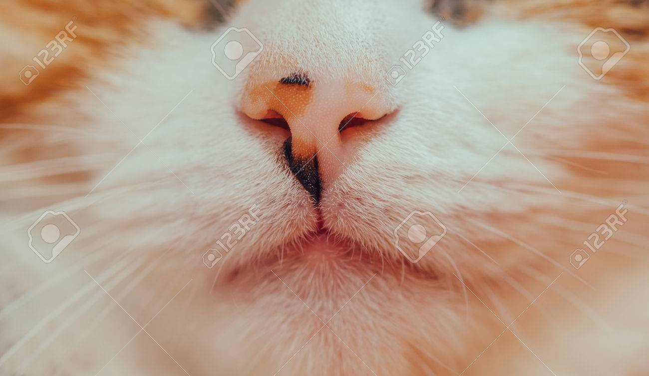 Muzzle Detail Of Cat Tortoiseshell Color Nose And Mouth Spot Stock Photo Picture And Royalty Free Image Image