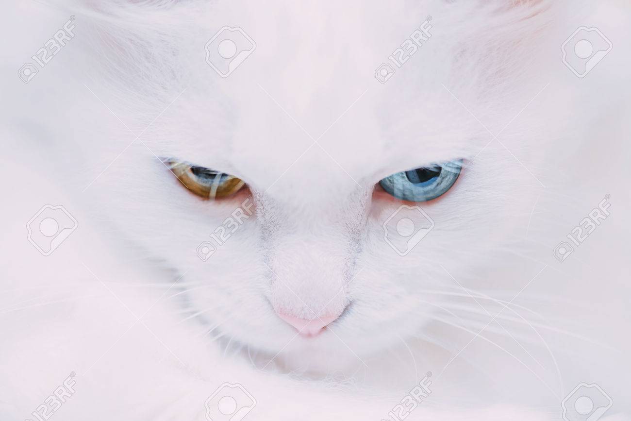 Portrait De Chat Van Blanc Turc Avec Differents Yeux Colores Banque D Images Et Photos Libres De Droits Image