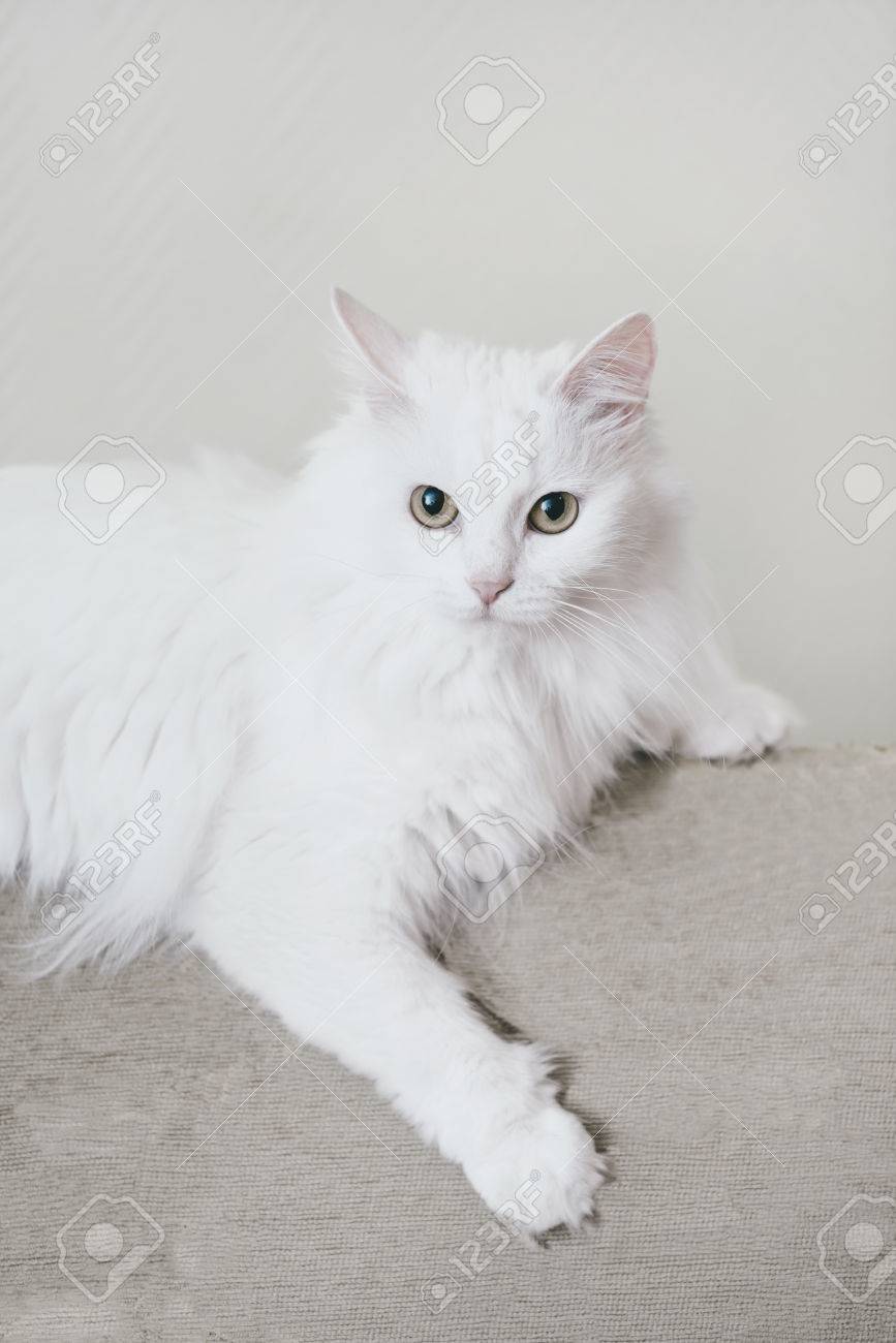 Fluffy Blanc Turc Van Chat Allonge Sur Le Canape En Regardant La Camera Banque D Images Et Photos Libres De Droits Image