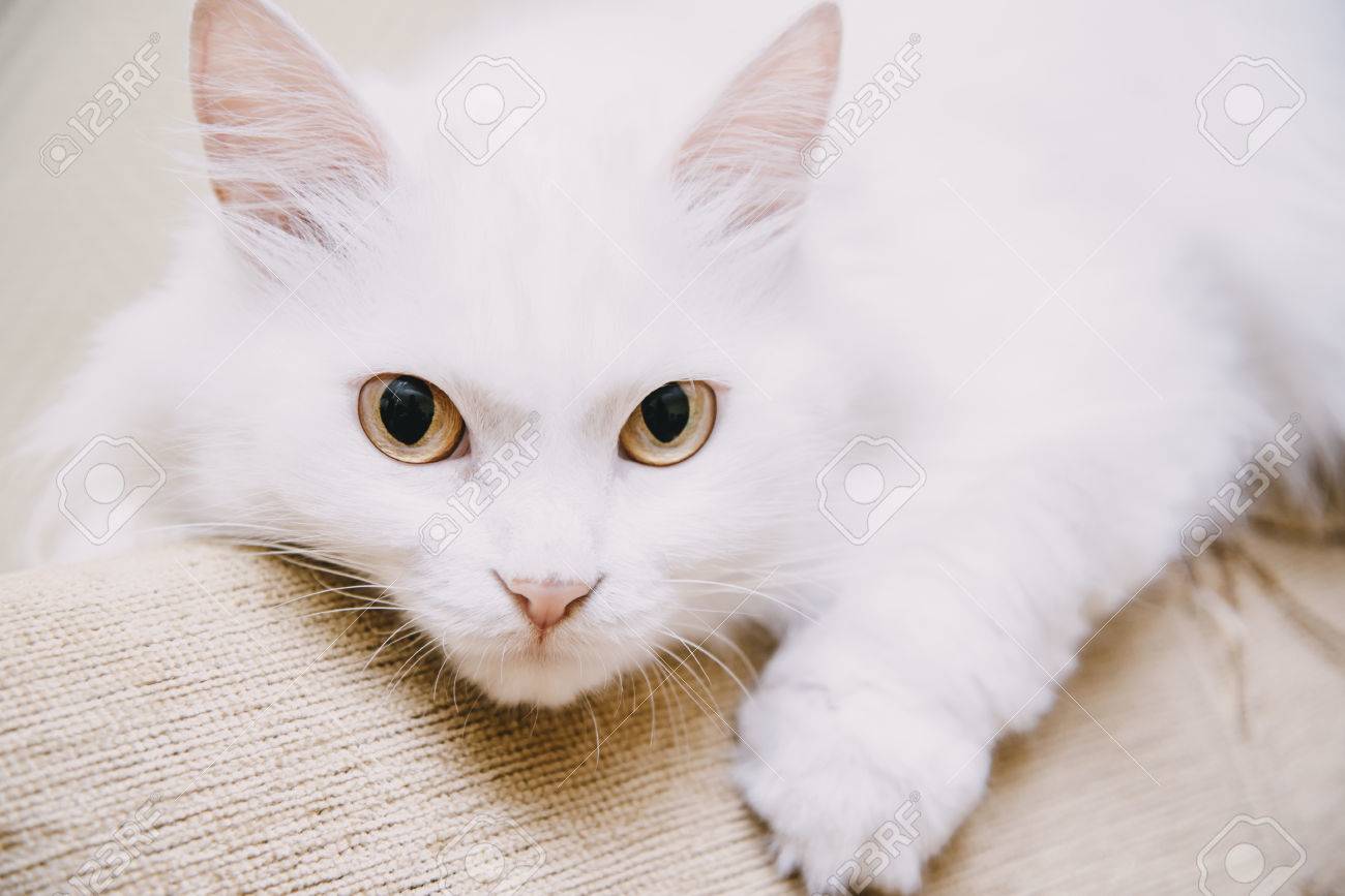 Portrait De Chat Van Blanc Turc Moelleux Couche Sur Le Canape Regardant La Camera Banque D Images Et Photos Libres De Droits Image