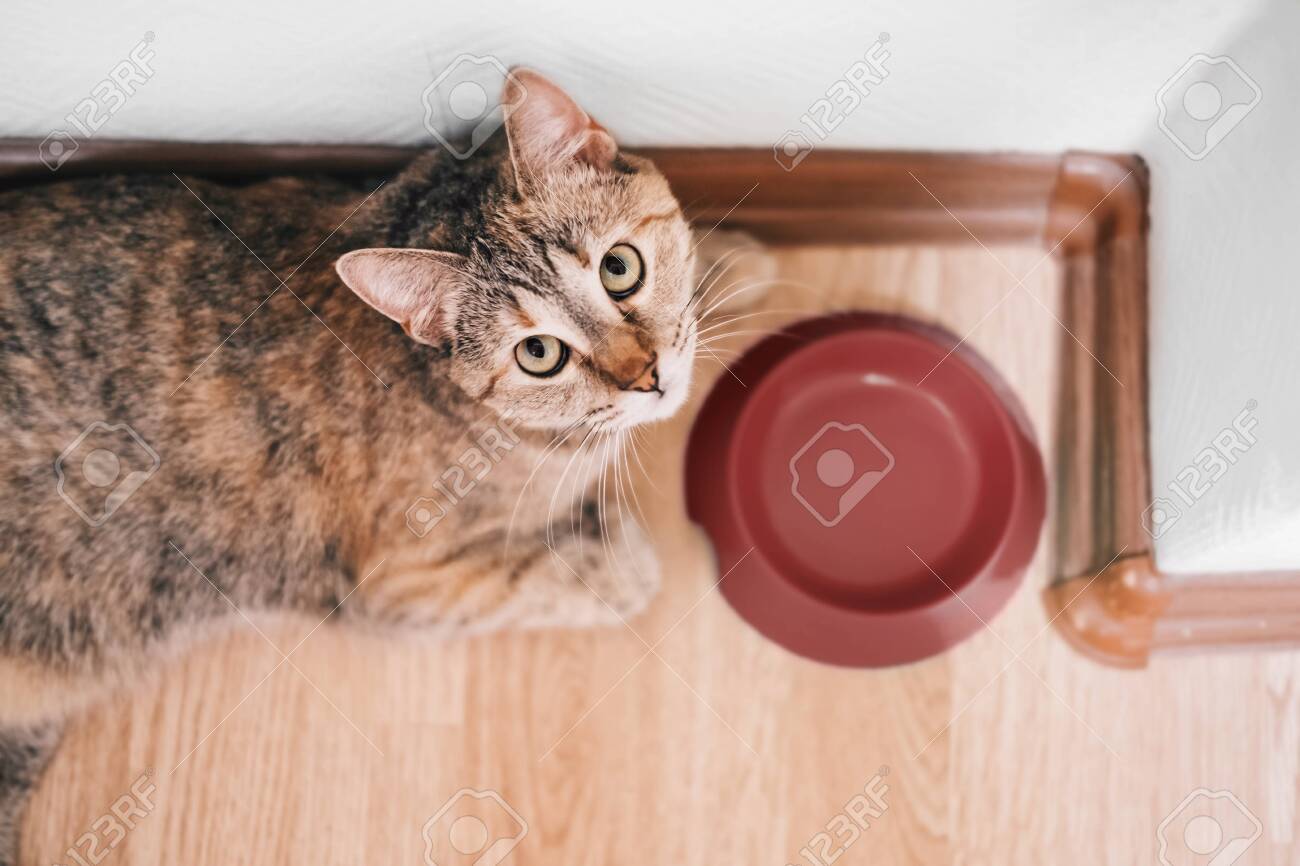 Hungry Ginger Cat Lying Near An Empty Bowl And Asks For Food Looking Up At Camera Stock Photo Picture And Royalty Free Image Image 134593708