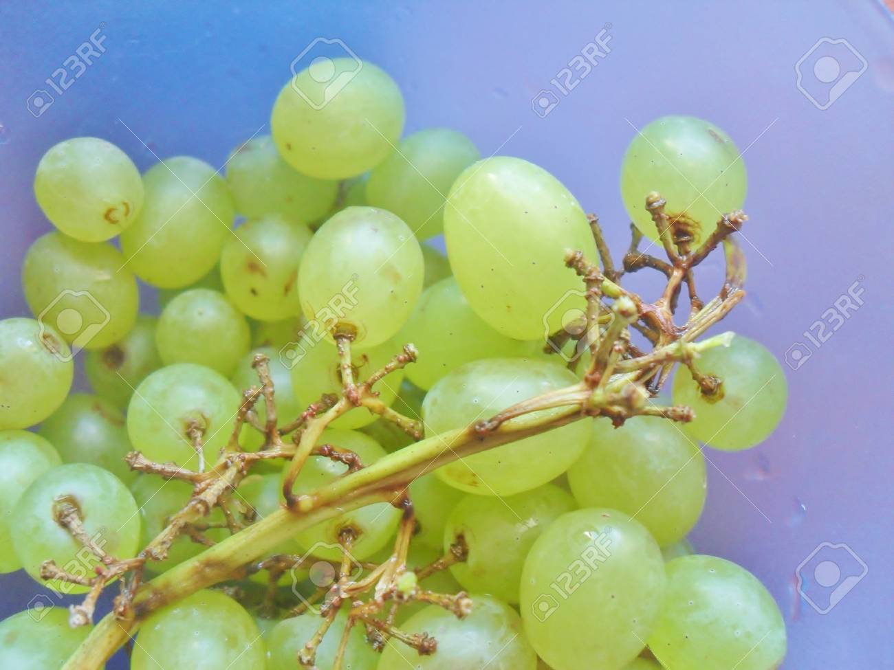 ぶどうの房 の写真素材 画像素材 Image