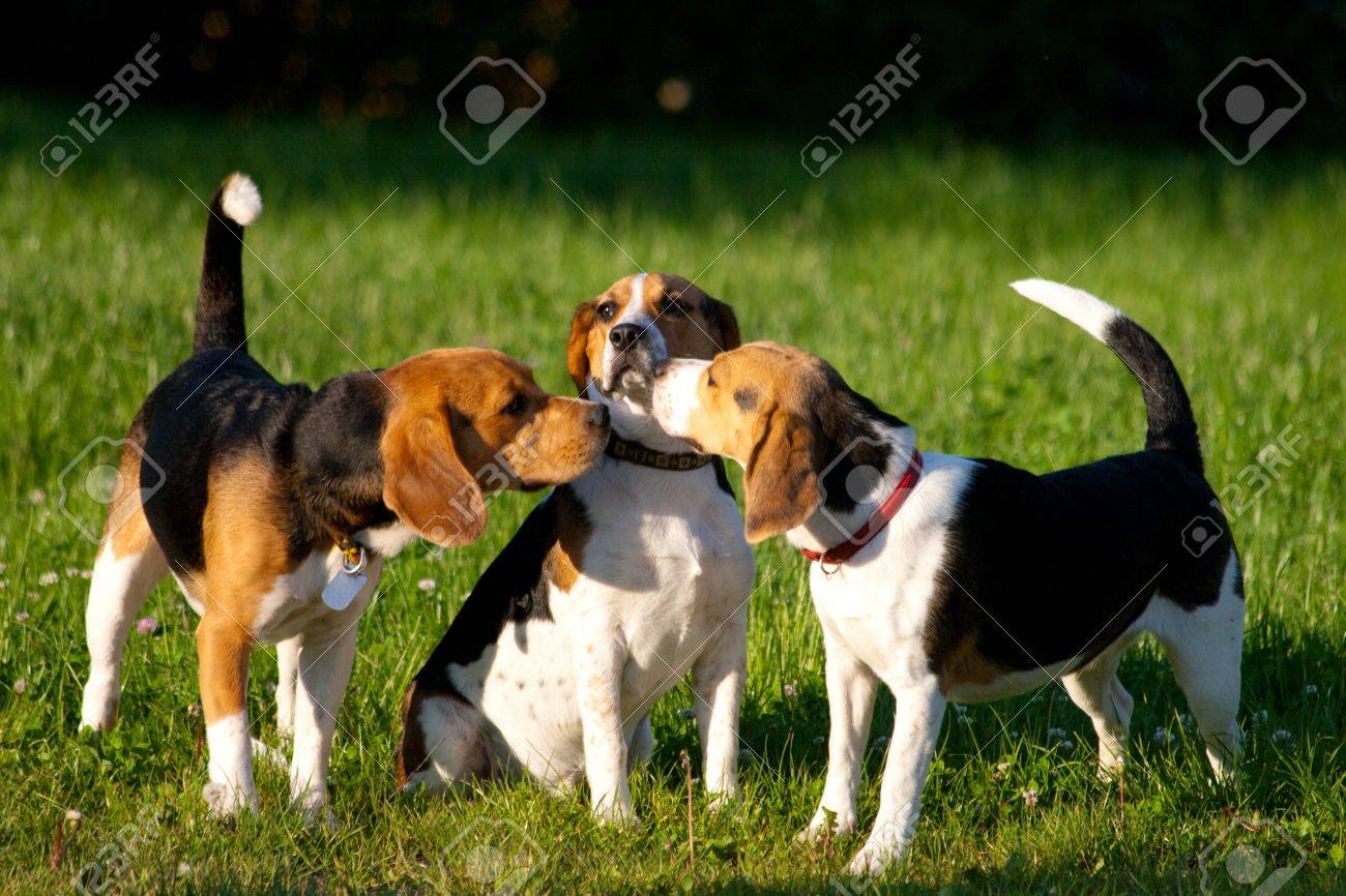 Happy Beagle Dogs In A Park Stock Photo, Picture And Royalty Free ...