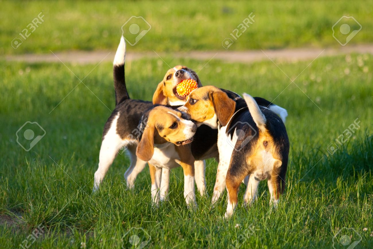 Happy Beagle Dogs In A Park Stock Photo, Picture And Royalty Free ...