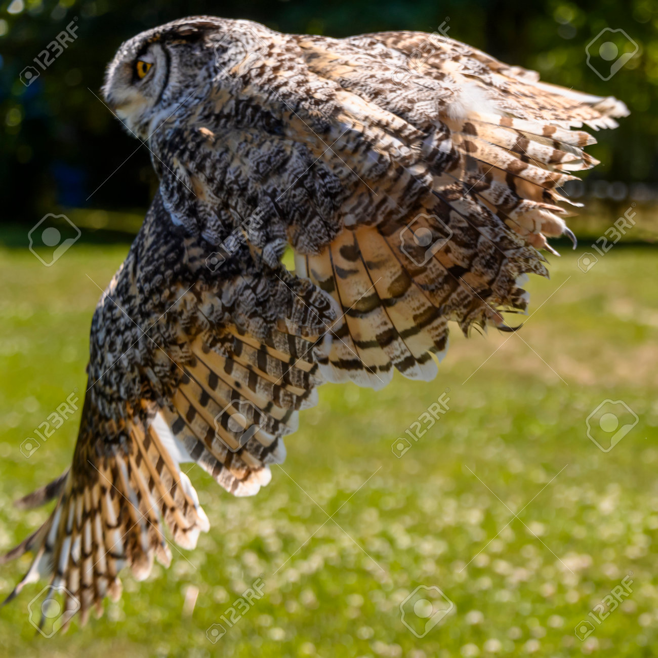 木の上にフクロウ2羽 木の上にフクロウ3羽