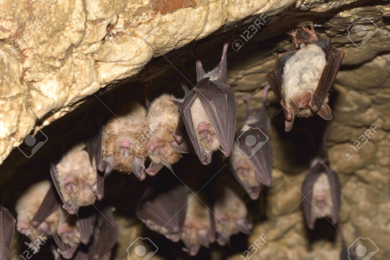 Groups Of Sleeping Bats In Cave Lesser Mouse Eared Bat Myotis - 
