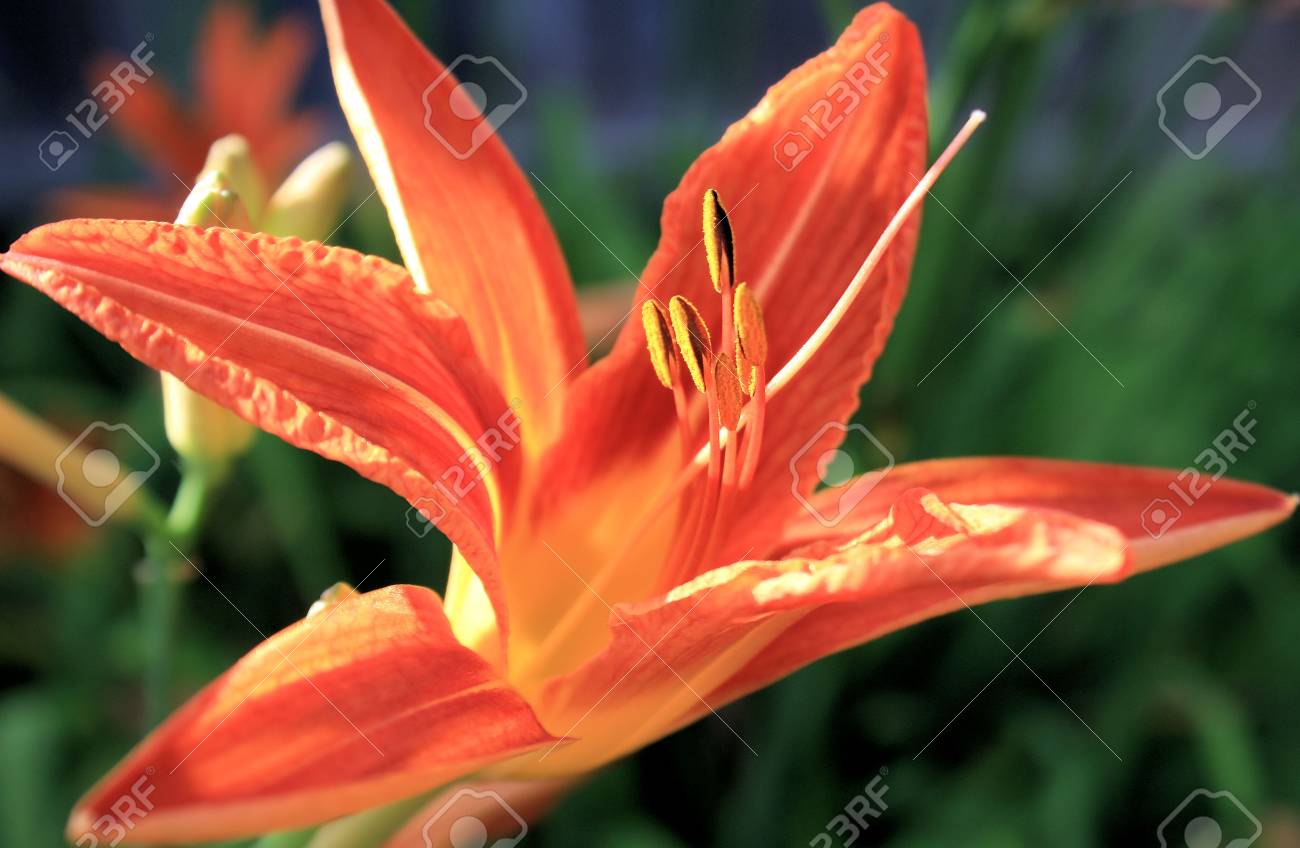 etiam-dictum-ipsum-a-felis